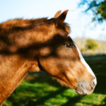 valley_barn_horse-boarding-horse99